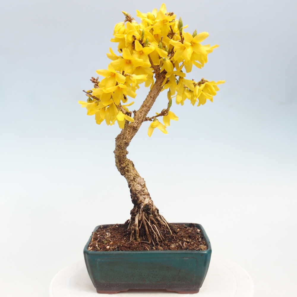 Bonsaï d'extérieur - Zlatice - Forsythia intermedia