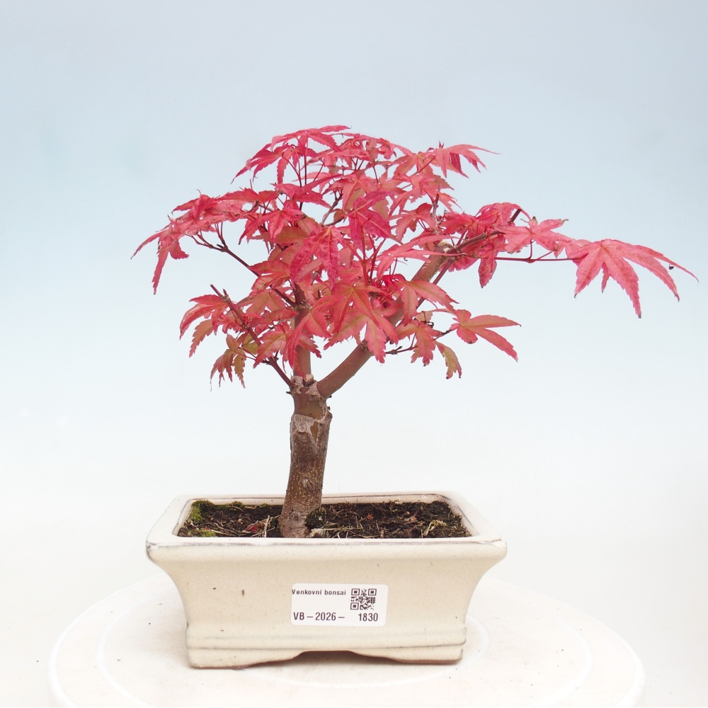 Bonsaï d'extérieur - Acer palmatum DESHOJO