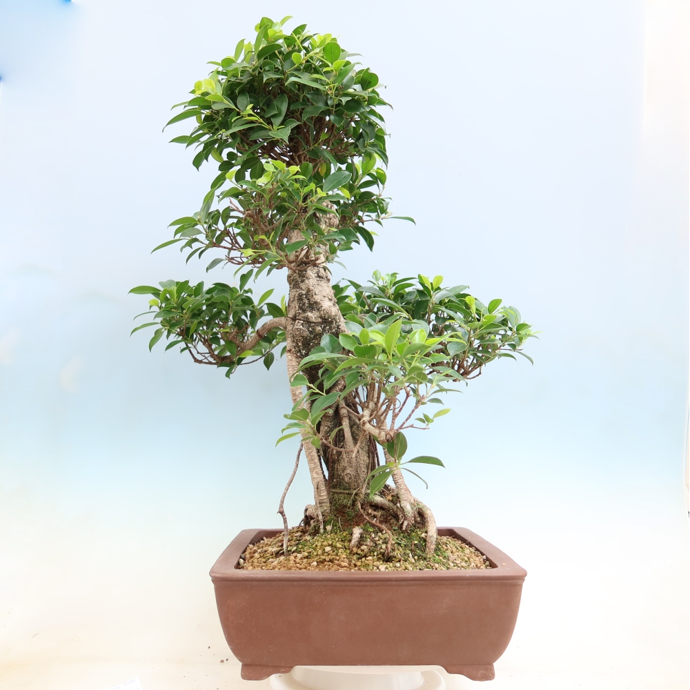 Salle bonsaï - Ficus kimmen - ficus à petites feuilles