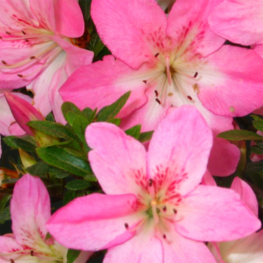 Bonsaï d'extérieur - Azalée japonaise - Azalée Nasuno