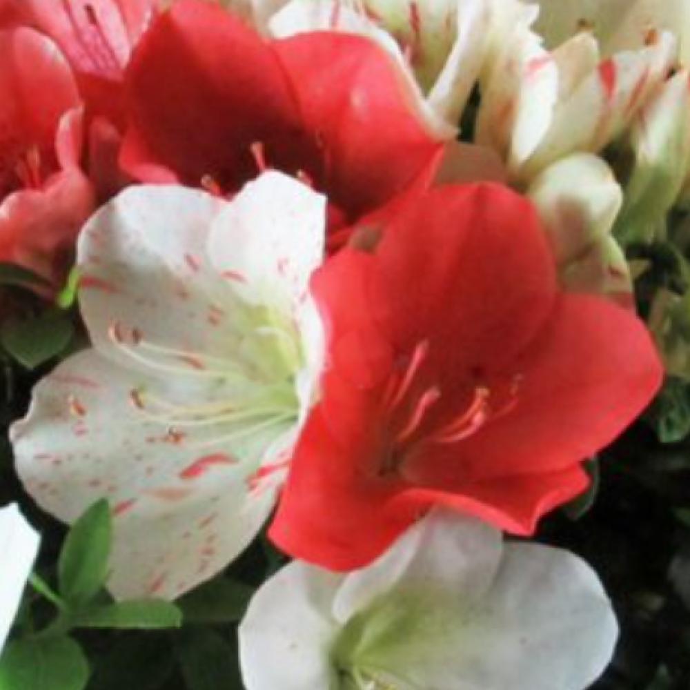 Bonsaï d'extérieur - Azalée japonaise - Azalée Asahi-no-izumi