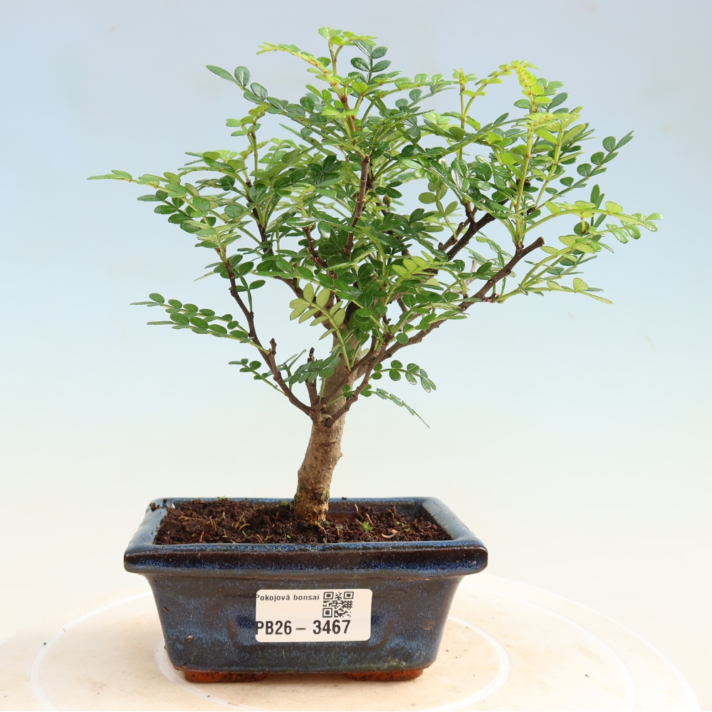Salle bonsaï - Zantoxylum piperitum - arbre à poivre