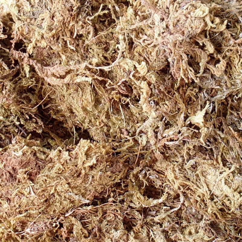 Bryophyta - mousses 5 kg