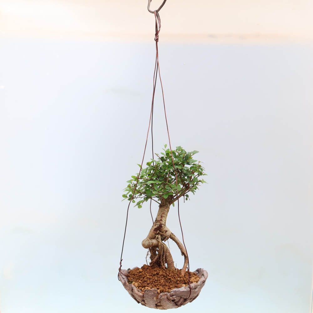 Kokedama en céramique -Ulmus parvifolia- orme à petites feuilles