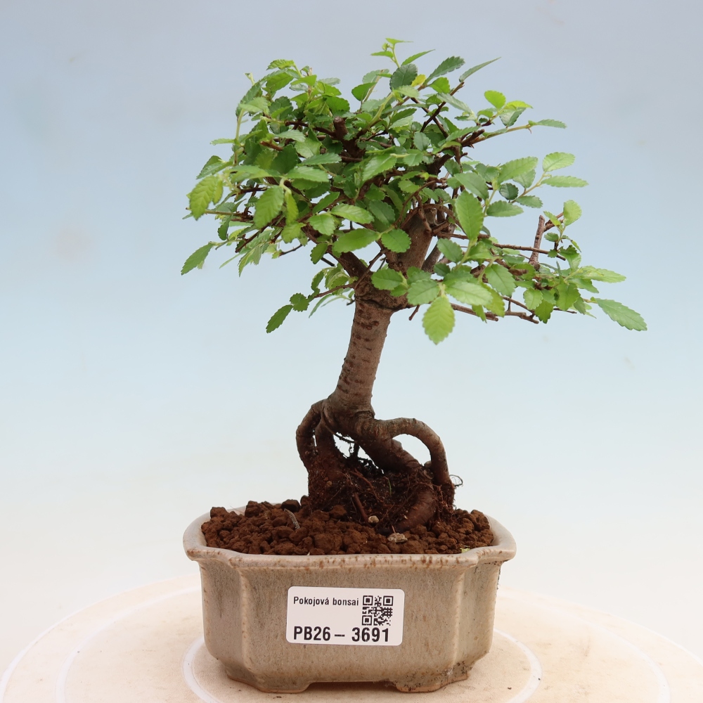 Bonsaï de chambre - Ulmus parvifolia - Orme à petites feuilles