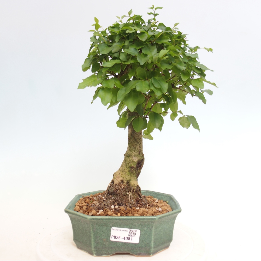 Bonsaï de chambre -Ligustrum chinensis - Bec d'oiseau