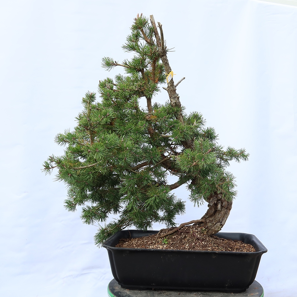 Pinus sylvestris Espagne - pin sylvestre