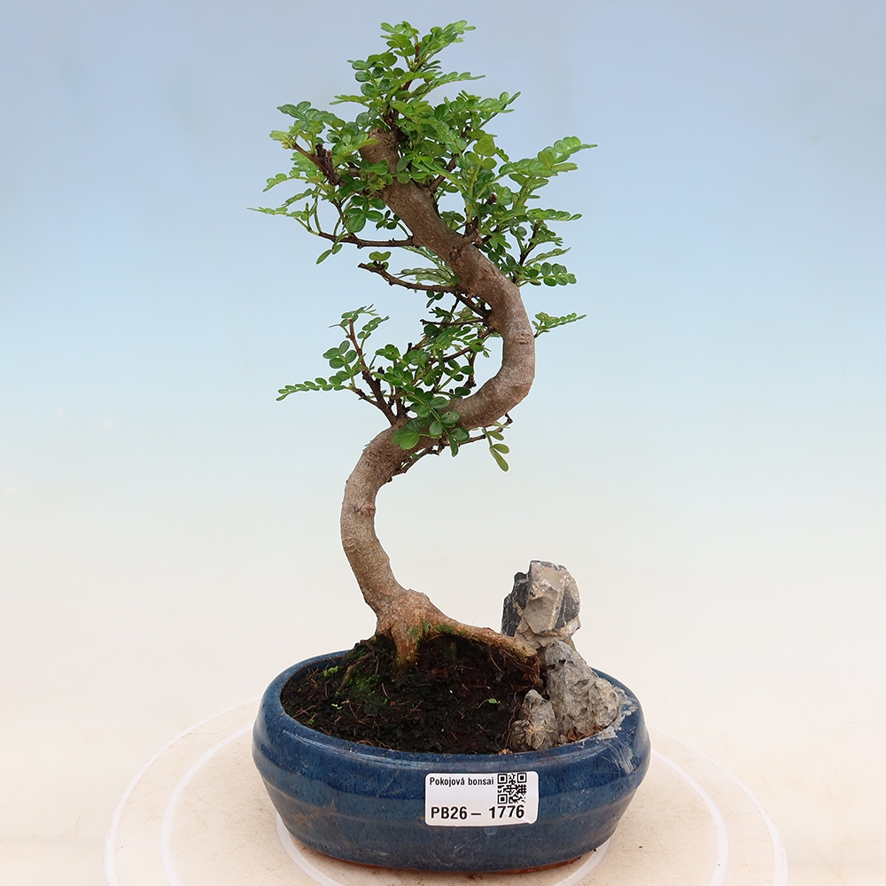 Salle bonsaï - Zantoxylum piperitum - arbre à poivre