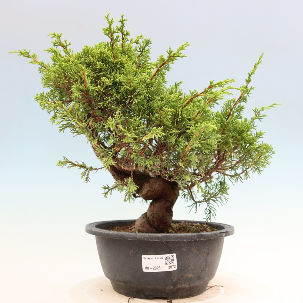 Bonsaï d'extérieur - Juniperus chinensis Itoigawa-Juniperus chinensis