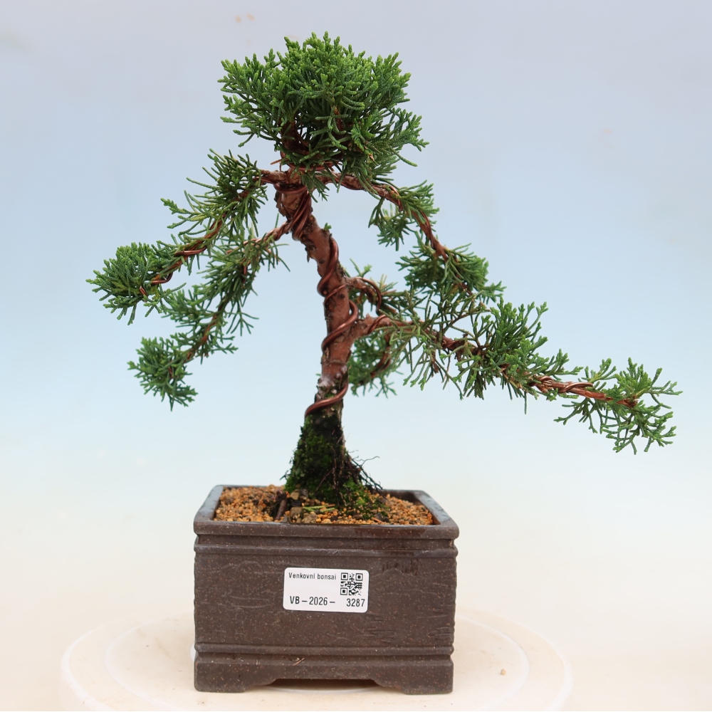 Bonsaï d'extérieur - Juniperus chinensis Kishu