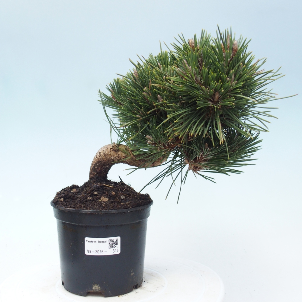 Bonsaï d'extérieur - Pinus thunbergii senjyumaru - Pin de Thunberg