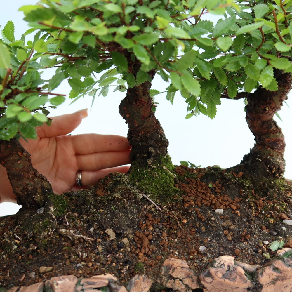 Bonsaï d'extérieur - Zelkova - Zelkova NIRE - petit bosquet