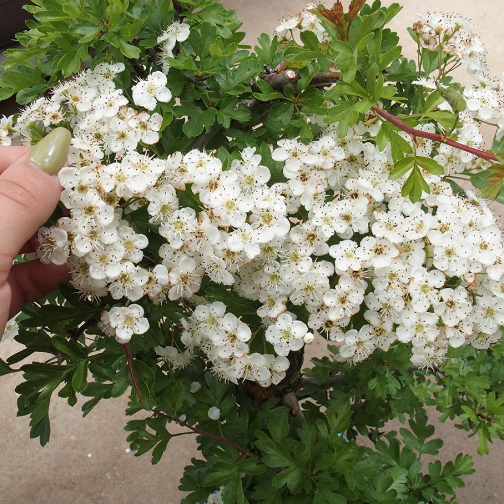 Bonsaï d'extérieur - Aubépine - Crataegus monogyna