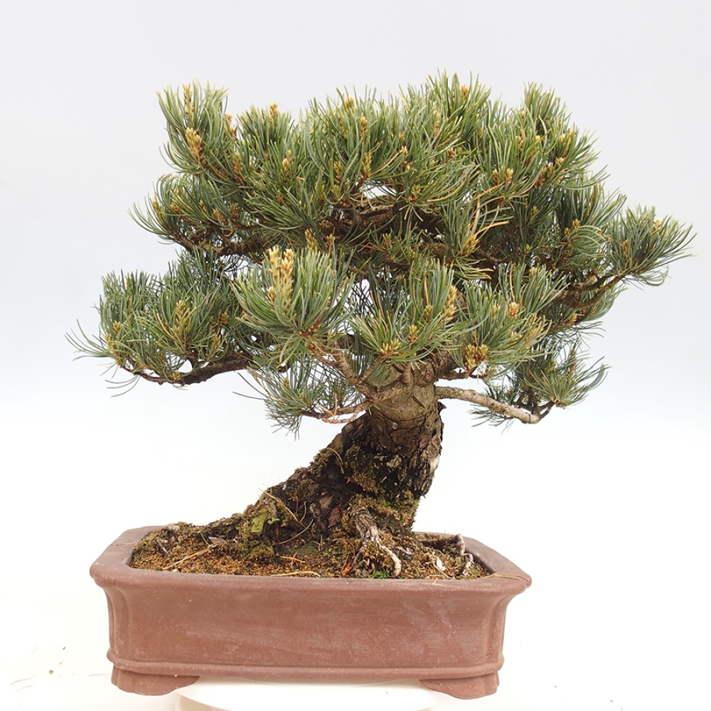 Bonsaï d'extérieur - Pinus parviflora - Pinus parviflora
