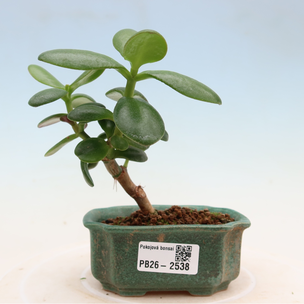 Bonsaï de chambre - Portulakaria Afra - Tlustice