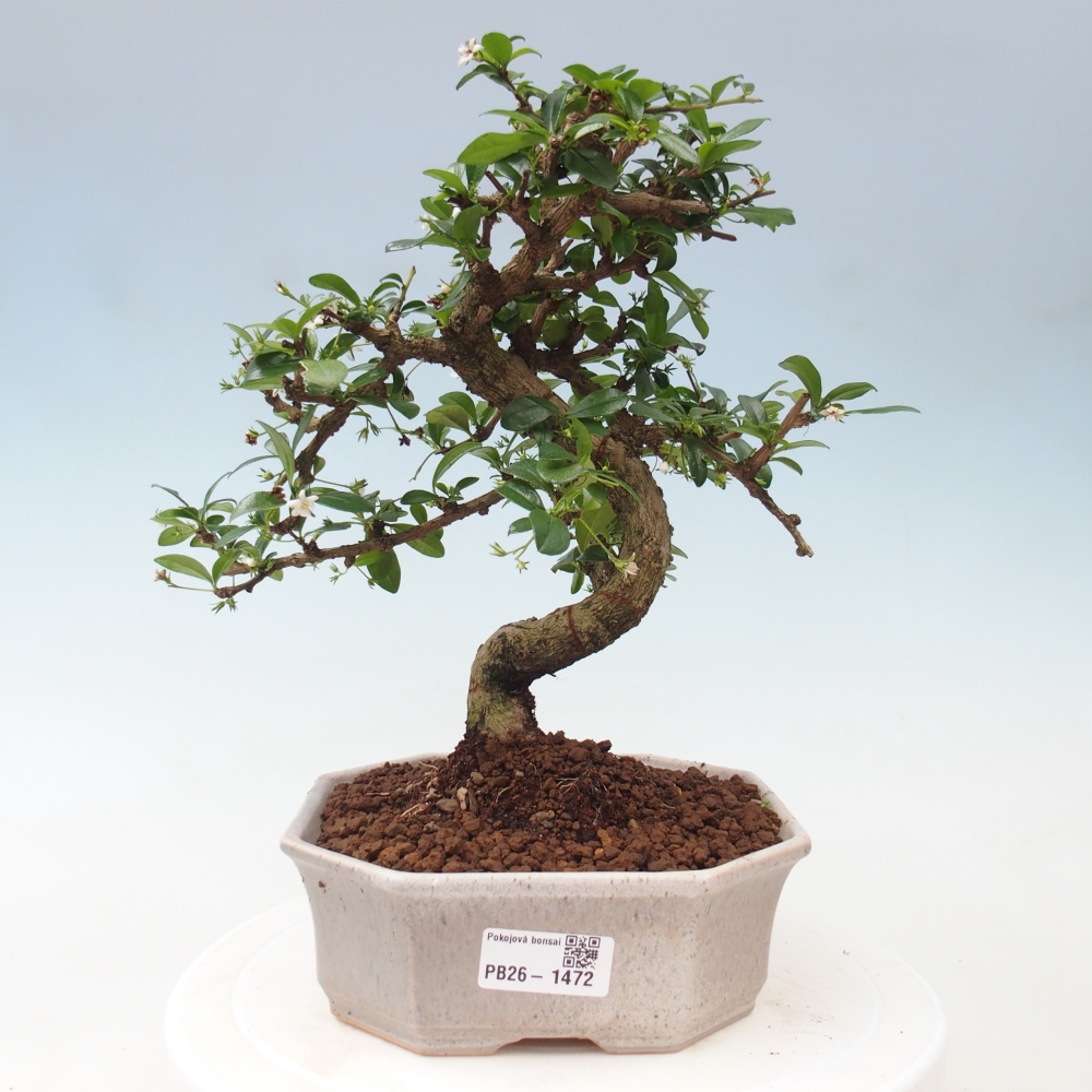 Bonsaï de chambre - Carmona macrophylla - Tea fuki
