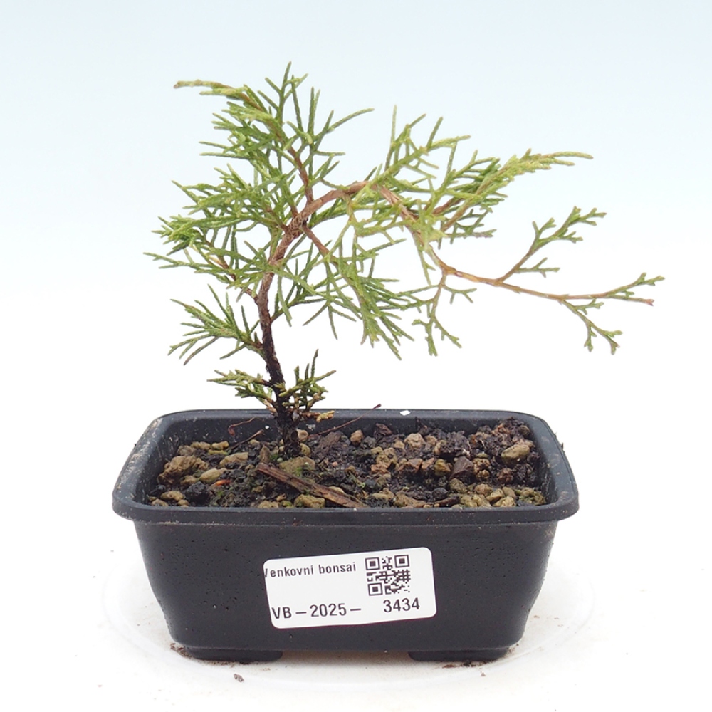 Bonsaï d'extérieur - Juniperus chinensis Itoigawa