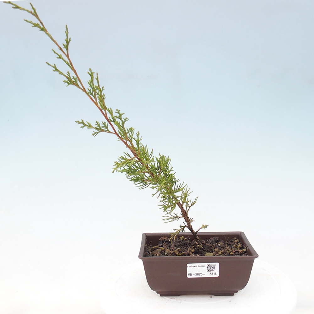 Bonsaï d'extérieur - Juniperus chinensis Itoigawa