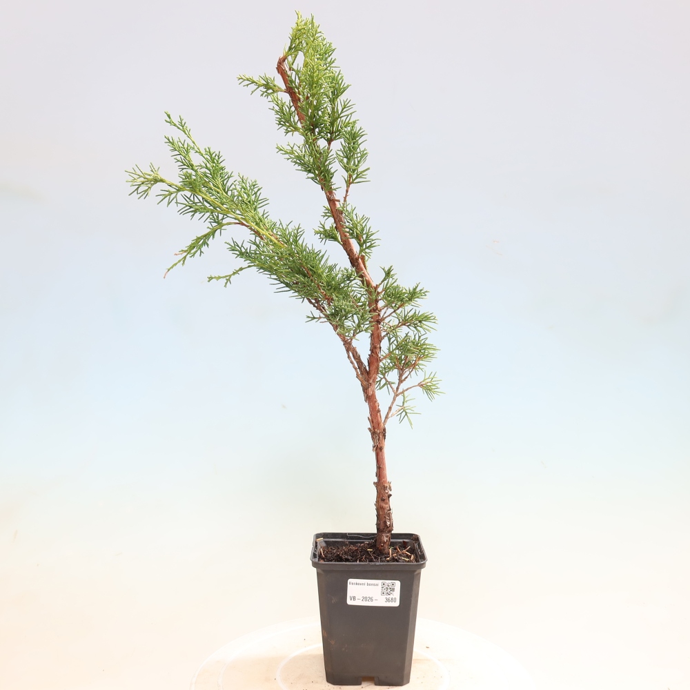 Bonsaï d'extérieur - Juniperus chinensis Kishu