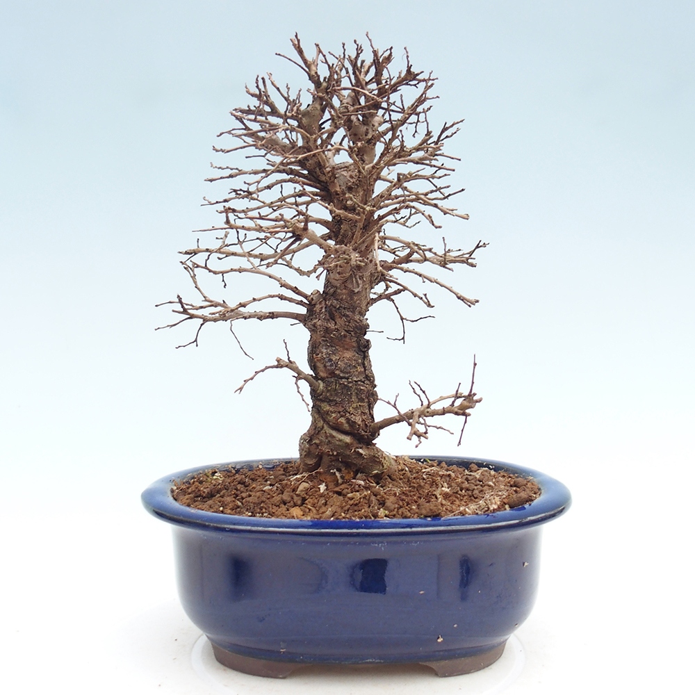 Bonsaï d'extérieur - Zelkova - Zelkova NIRE