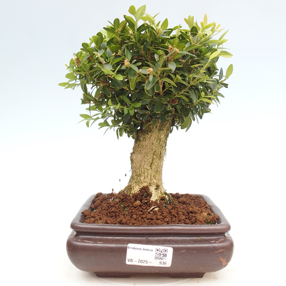 Bonsaï d'extérieur - Buxus sempervirens - buis