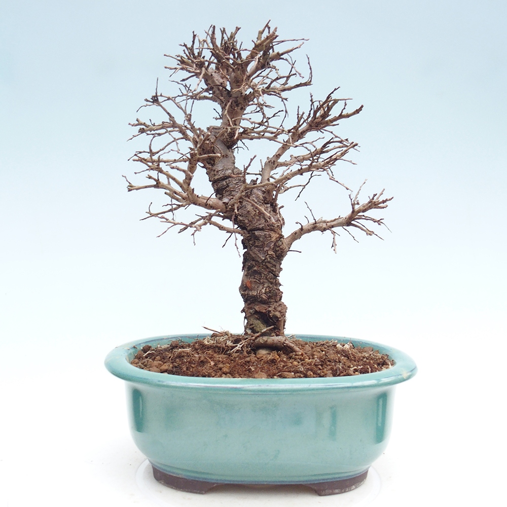 Bonsaï d'extérieur - Zelkova - Zelkova NIRE