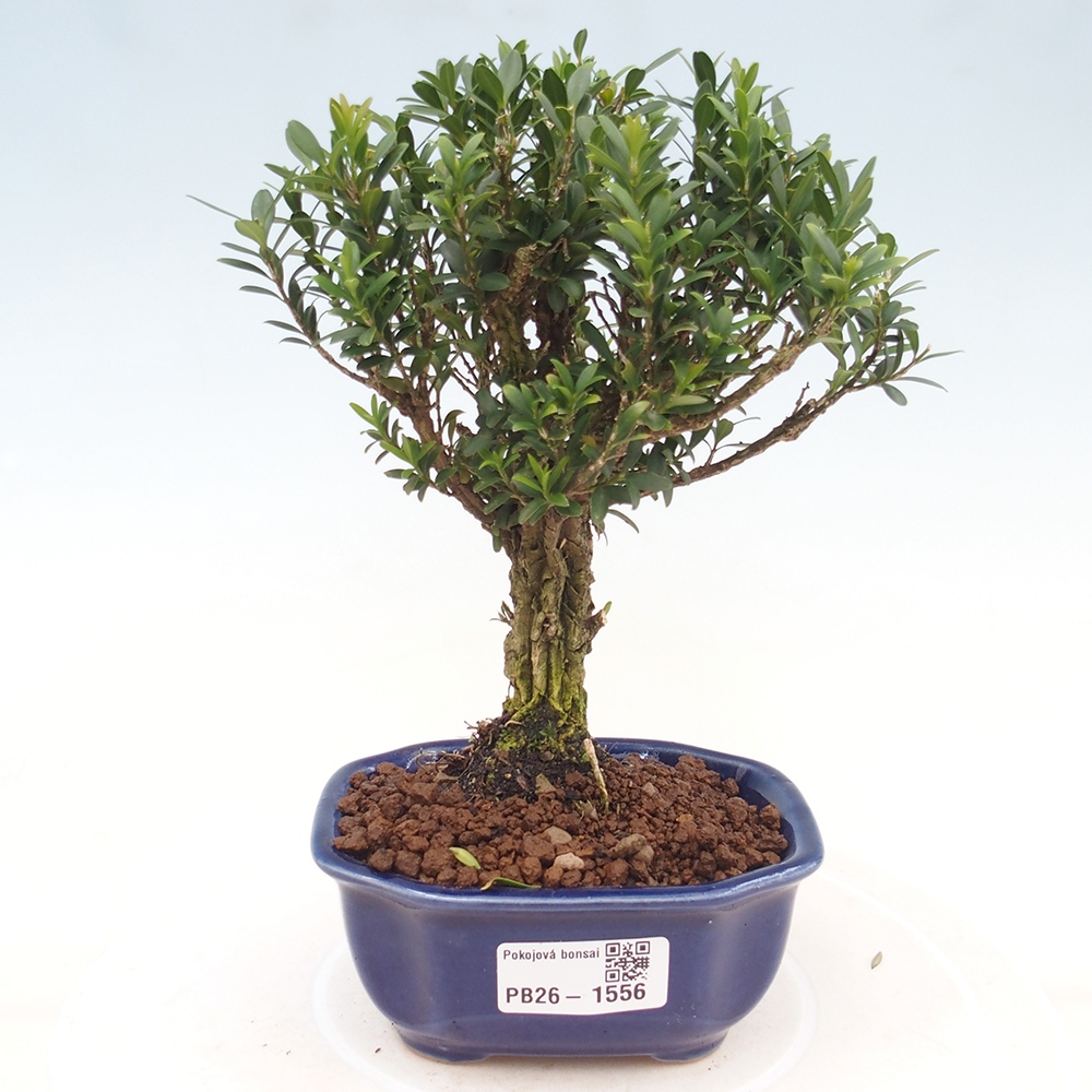 Bonsaï de chambre - Buxus harlandii - buxus liège