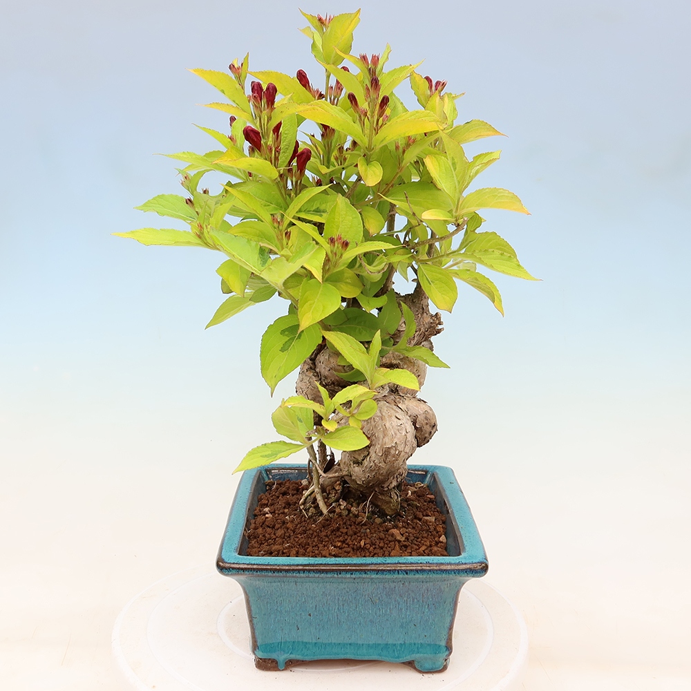 Bonsaï d'extérieur - Weigela subsessilis - Weigela de Corée