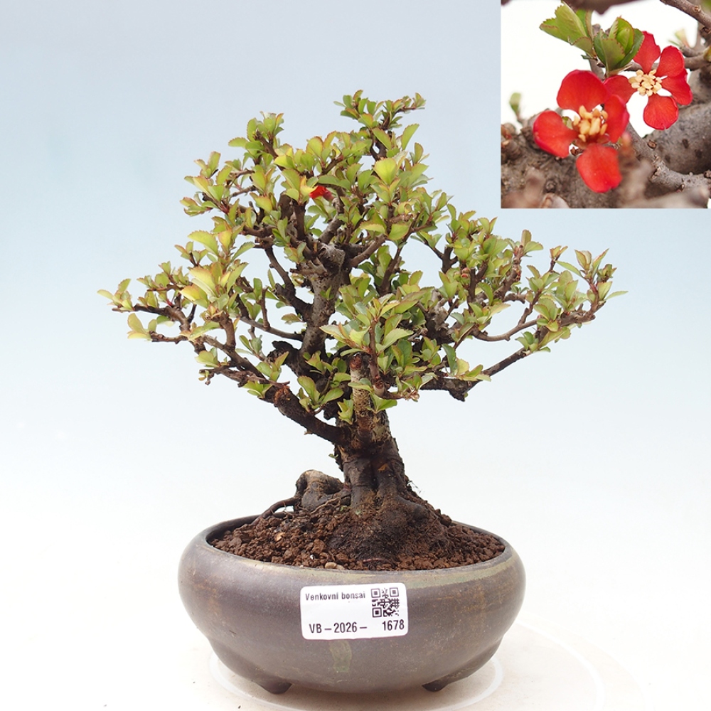 Bonsaï d'extérieur - Chaneomeles speciosa - Coing