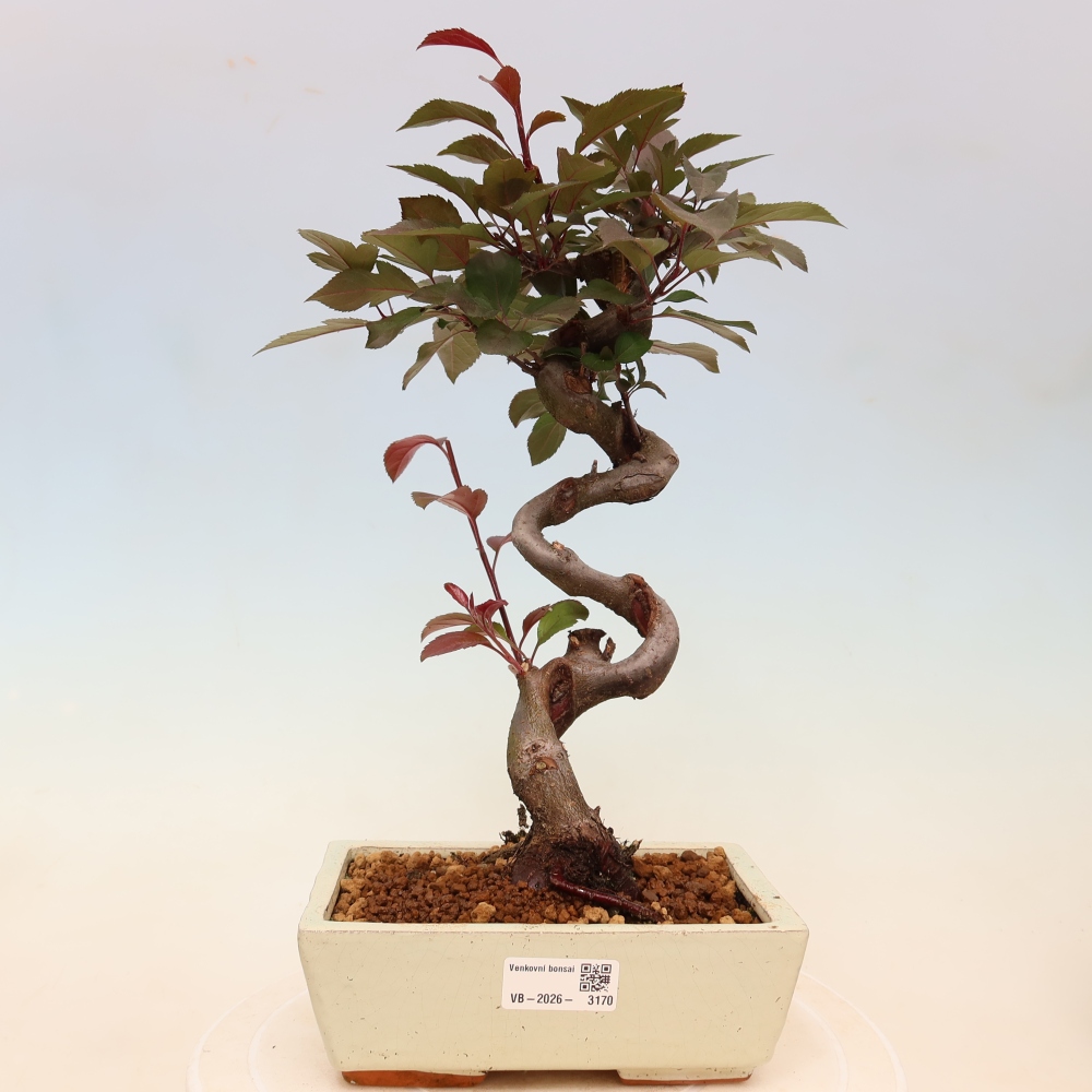 Bonsaï d'extérieur -Malus domestica - Pommier à petits fruits et à feuilles rouges