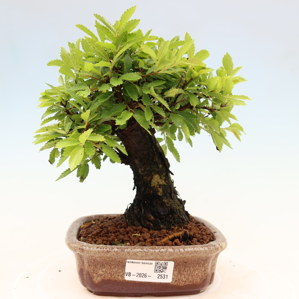 Bonsaï d'extérieur - Zelkova - Zelkova NIRE