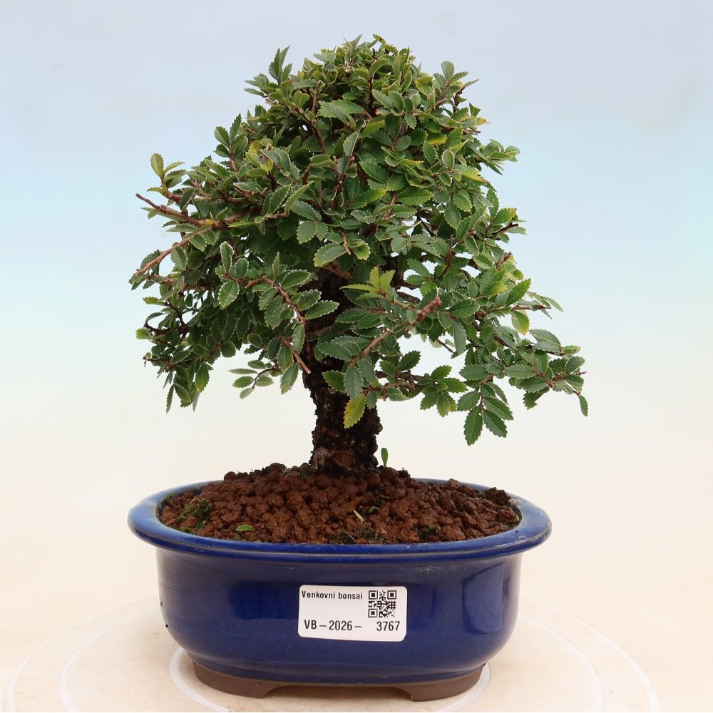 Bonsaï d'extérieur - Zelkova - Zelkova NIRE