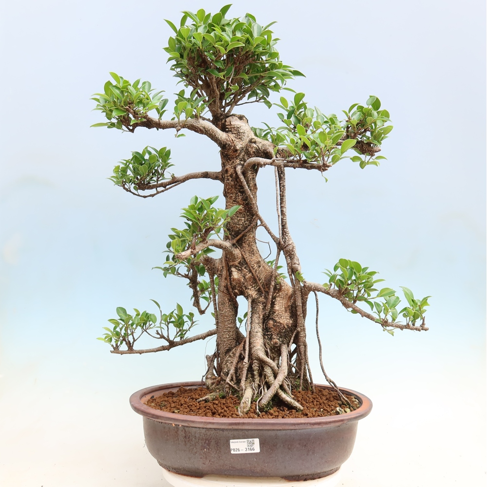 Salle bonsaï - Ficus kimmen - ficus à petites feuilles