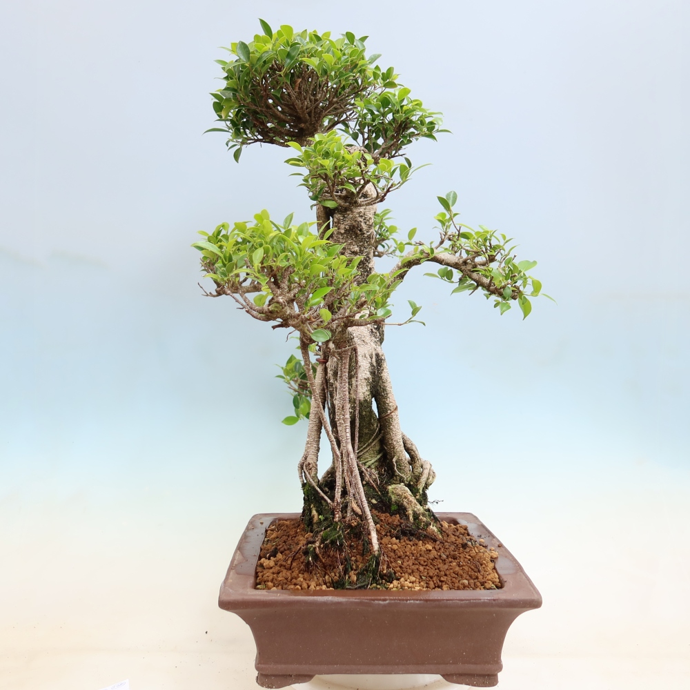 Salle bonsaï - Ficus kimmen - ficus à petites feuilles