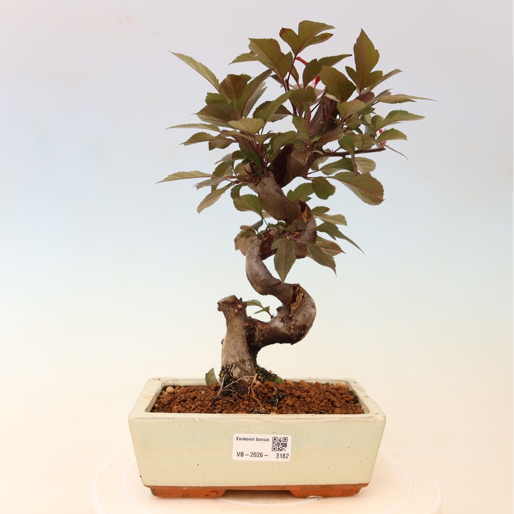 Bonsaï d'extérieur -Malus domestica - Pommier à petits fruits et à feuilles rouges