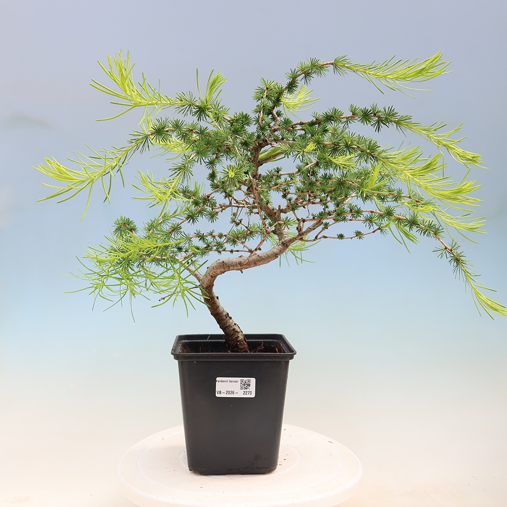 Bonsaï d'extérieur -Larix decidua - Mélèze