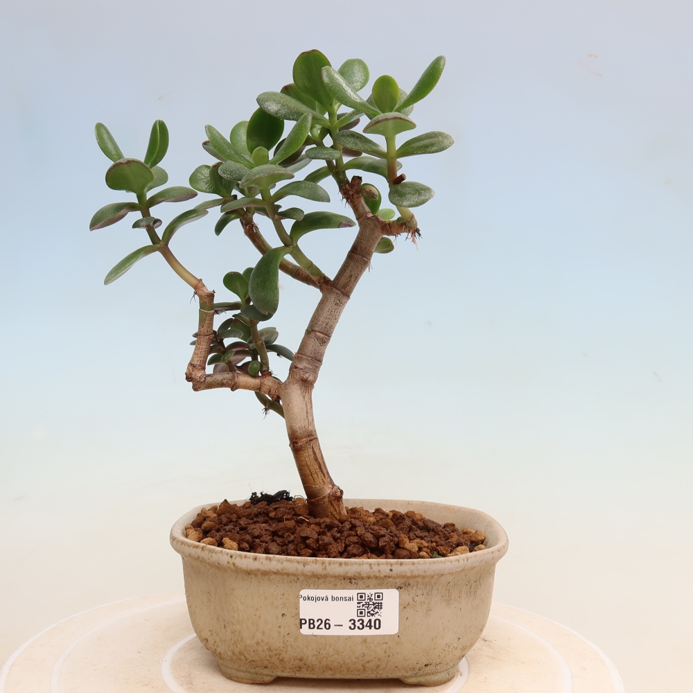 Bonsaï d'intérieur - Crassule ovale - Crassula ovata