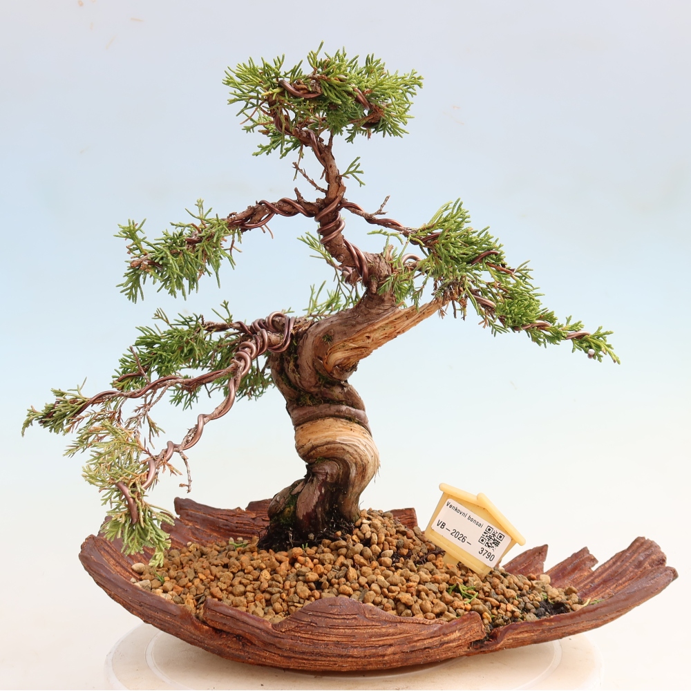 Bonsaï d'extérieur - Juniperus chinensis Itoigawa-Juniperus chinensis