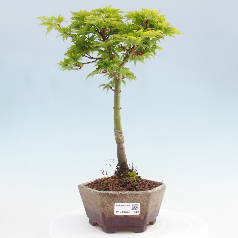 Bonsaï d'extérieur -Javor palm Acer palmatum Shishigashira