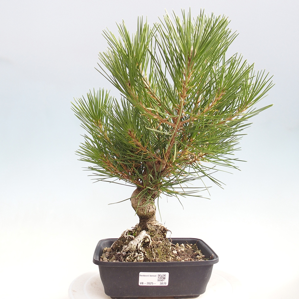 Bonsaï d'extérieur - Pinus thunbergii - Pin de Thunberg