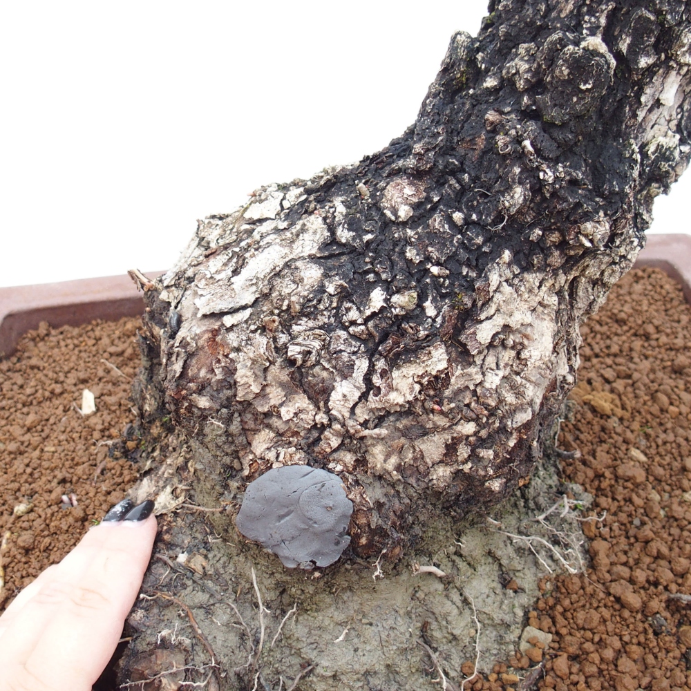 Yamadori - Quercus Ilex - Chêne vert