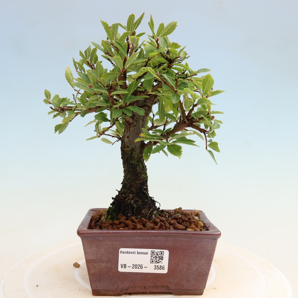 Bonsaï d'extérieur - Zelkova - Zelkova NIRE