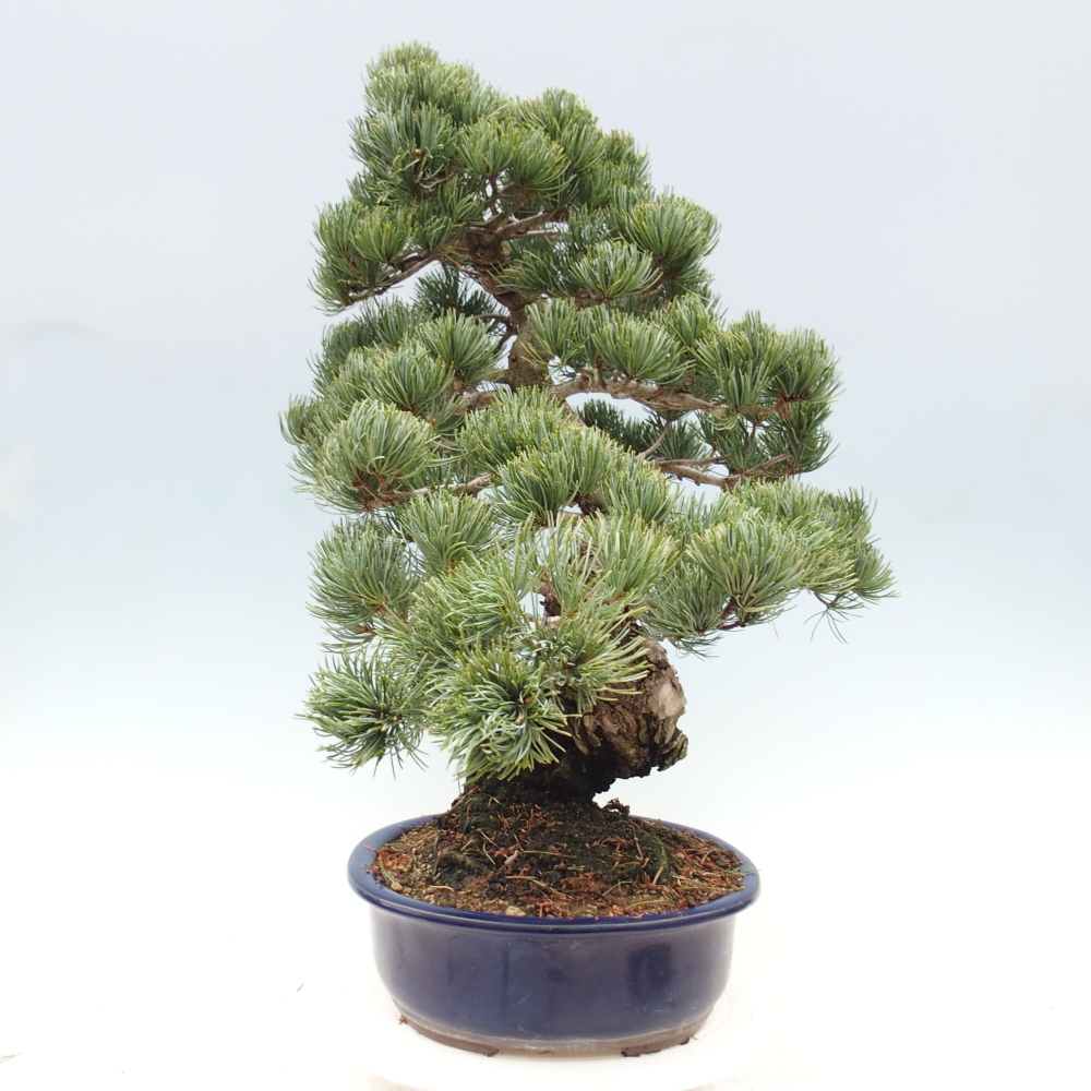 Bonsaï d'extérieur - Pinus parviflora - Pinus parviflora