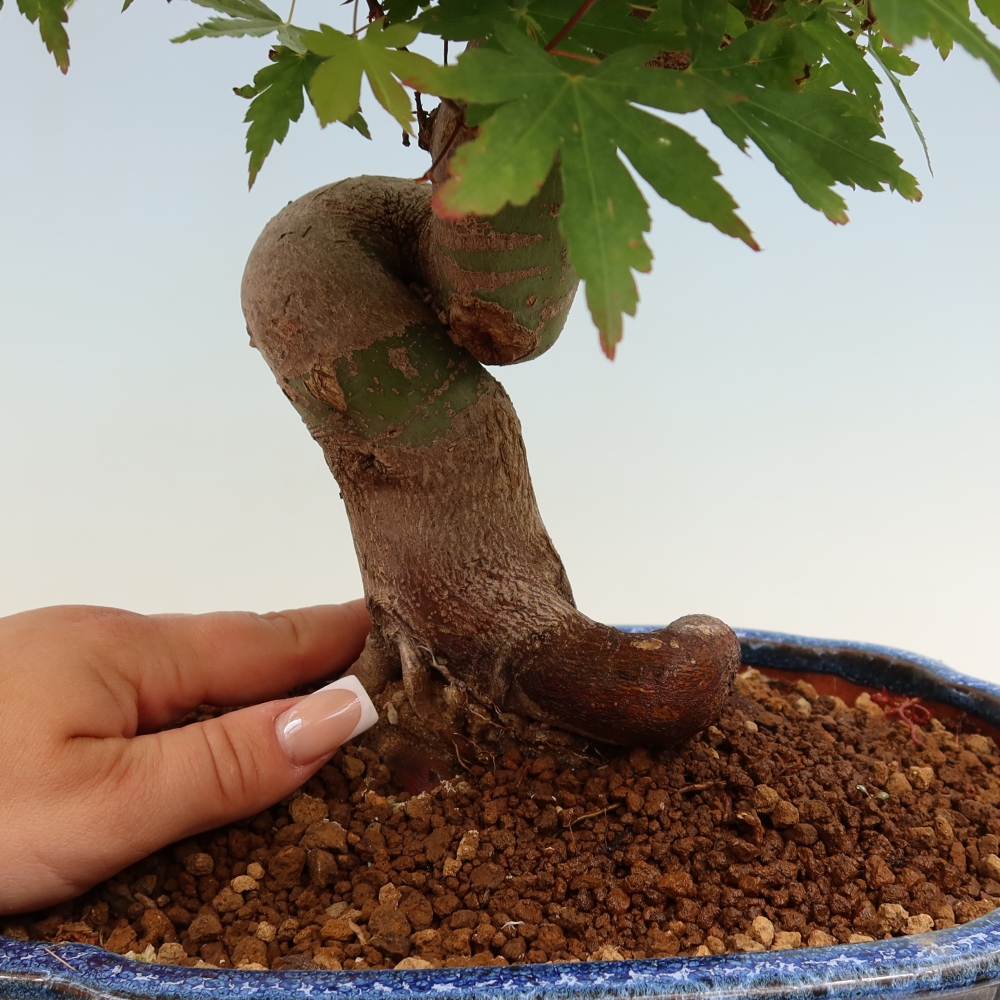 Bonsaï d'extérieur - Maple Burger - Acer Burgerianum