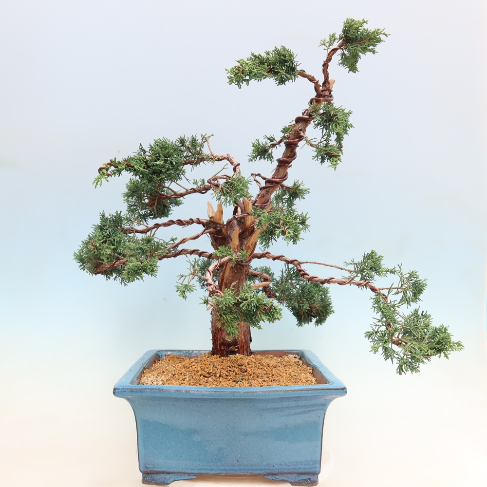 Bonsaï d'extérieur - Juniperus chinensis Kishu