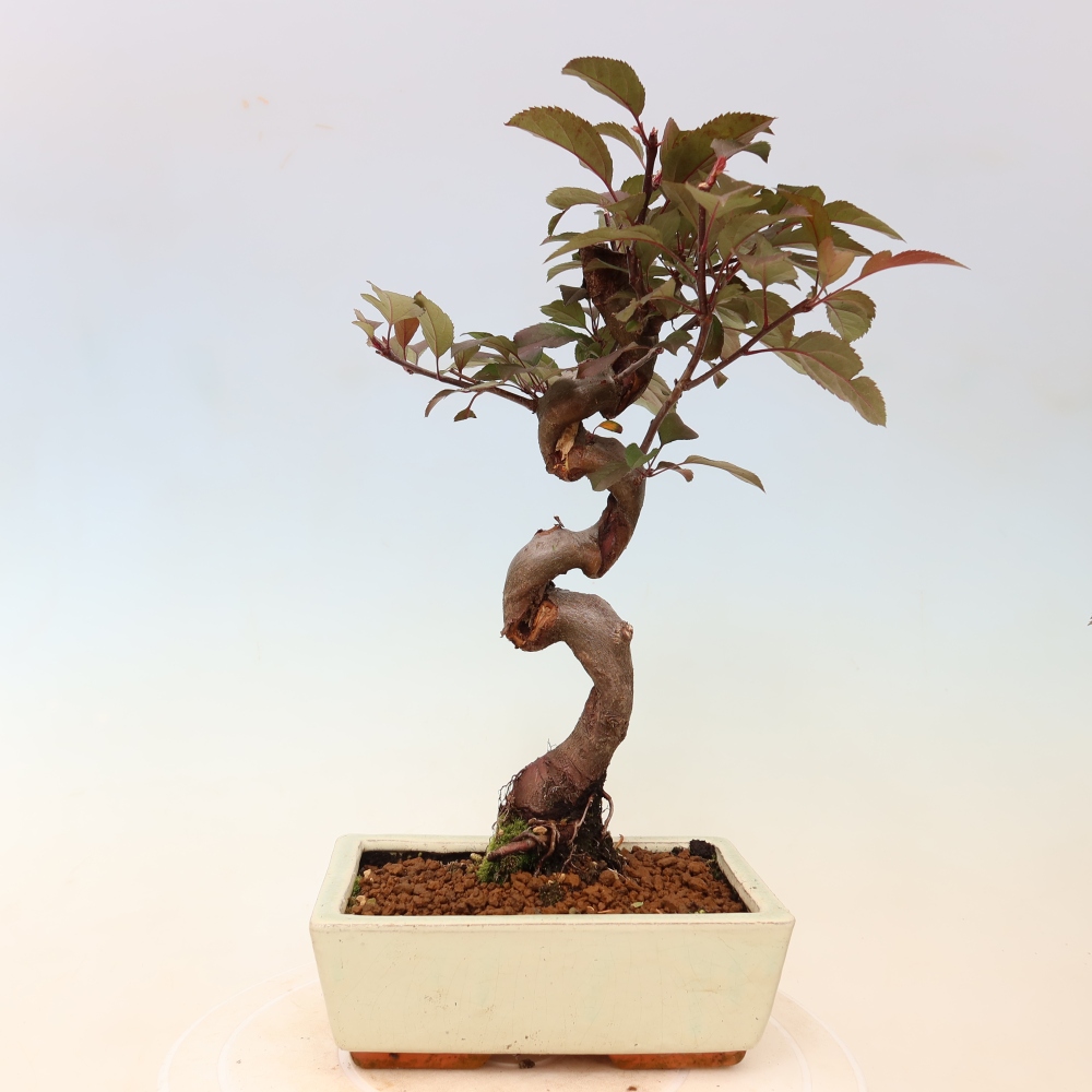 Bonsaï d'extérieur -Malus domestica - Pommier à petits fruits et à feuilles rouges