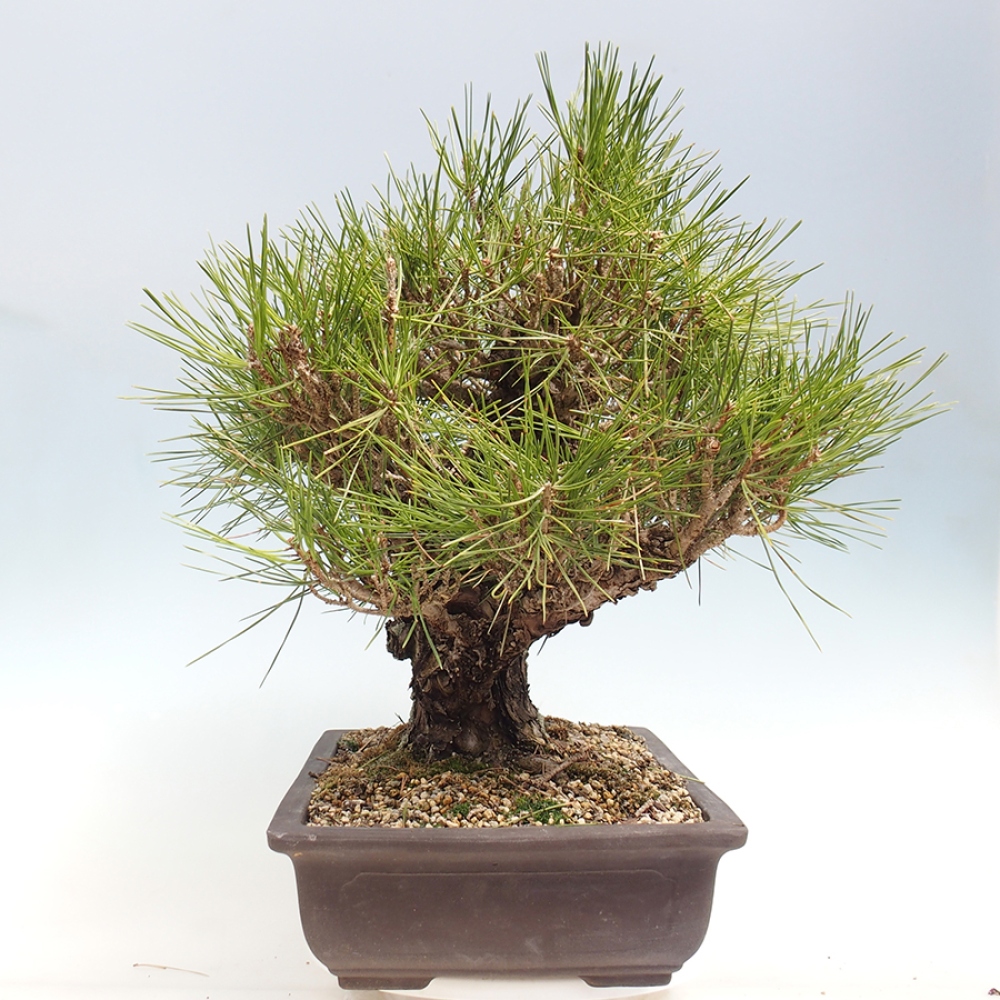 Bonsaï d'extérieur - Pinus thunbergii - Pin de Thunberg