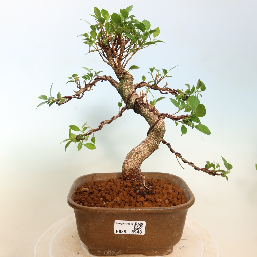 Salle bonsaï - Ficus kimmen - ficus à petites feuilles