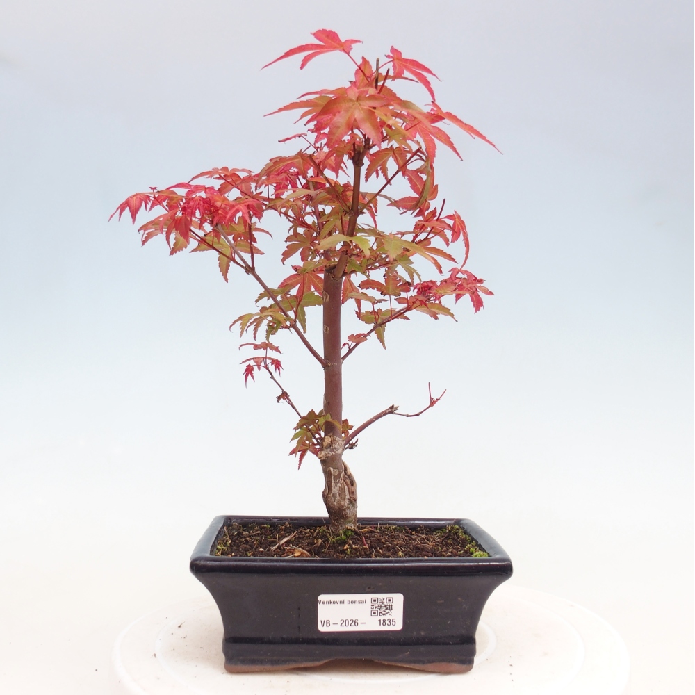 Bonsaï d'extérieur - Acer palmatum DESHOJO