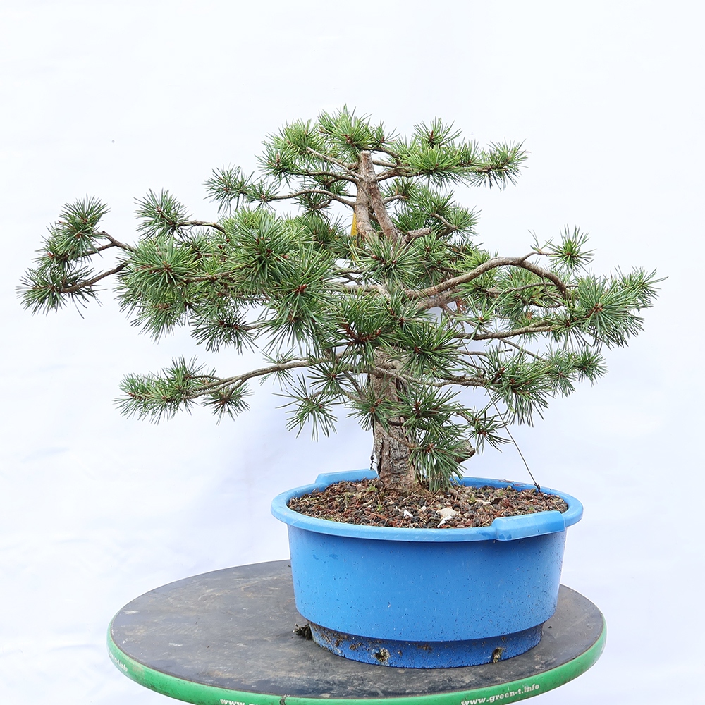 Pinus sylvestris Espagne - pin sylvestre